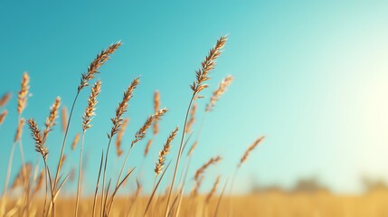 A serene landscape showcasing golden grass swaying gently under a clear blue sky, evoking tranquility and natural beauty.