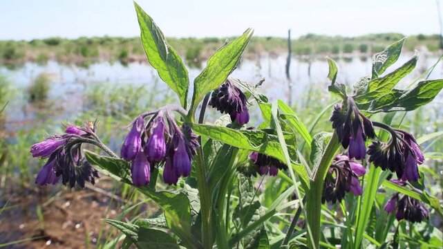 Common comfrey (Symphytum officinale) in the flood meadow blooms in spring. Northwest of Europe. South Ladoga Lake. Honey bees take a lot of medicinal nectar from comfrey flowers
