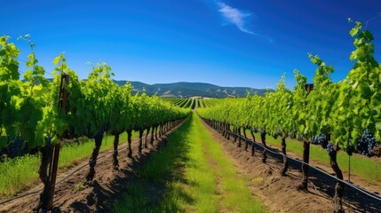 Fototapeta premium vineyard usa wine