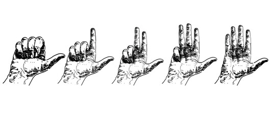 Fototapeta premium hands counting from one to five on fingers gesture sign language linear relistic vector illustration person isolated on white background