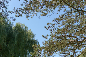 willow tree and evergreen branches on a blue sky