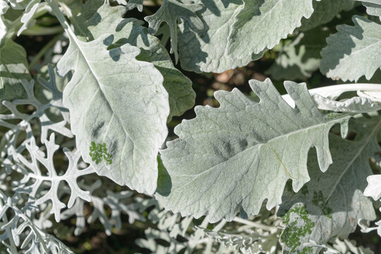 top down view of Senecio or dusty miller foliage in an outdoor garden