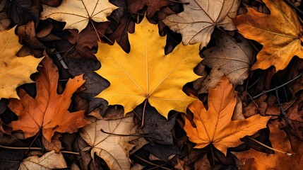 Fototapeta premium foliage fall leaves outline
