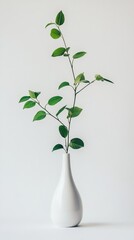 Green plant in a white ceramic vase on a minimalistic background