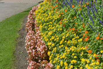 rainbow of color: pink wax leaf begonias, yellow and orange lantana, and blue sage flower spikes in a garden bed