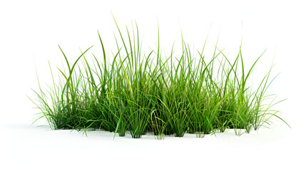 Obraz premium Natural, young green grass on a white background ,A vibrant clump of green grass with visible roots on a white background 