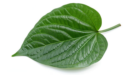Obraz premium Wild betel leaves on isolated white background ,Green betel leaves isolated on white background,clipping path 