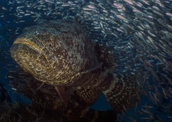 An Atlantic Goliath Grouper (Epinephelus itajara) in Jupiter, Florida, USA