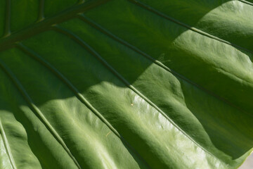 green leaf texture
