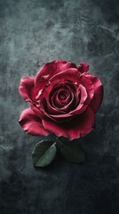 Single red rose on dark textured background, romantic elegance concept