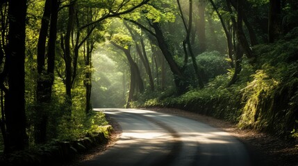 Obraz premium trees back road