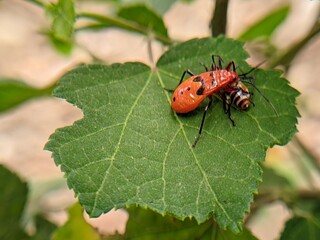 state potato beetle