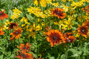 punchy orange yellow flowers (rudbeckia variety) in the sun