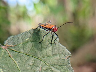 spider on a leaf