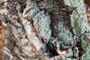 bark of a tree