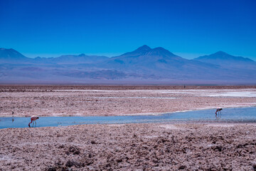 desert landscape of the Atacama salt flat, Chile