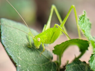 grasshopper on the grass