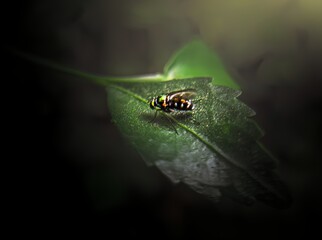 spider on leaf