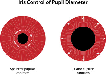 Iris Control of Pupil Diameter