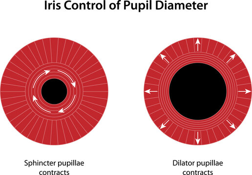 Iris Control of Pupil Diameter