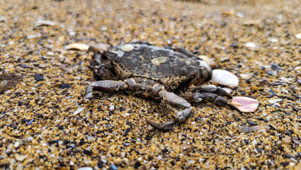 Black small crab lying on the beach near the Black Sea coast on a sunny day