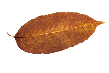 Drying brown ash leaf, fallen in autumn, cut out