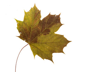 Green and brown maple leaf turning colors for fall, isolated