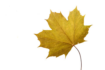 Yellow autumn maple leaf cut out