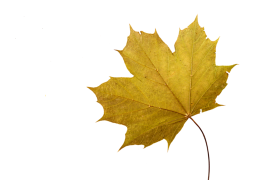 Yellow autumn maple leaf cut out