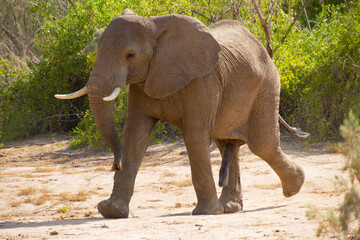 Obraz premium African elephant in the wild