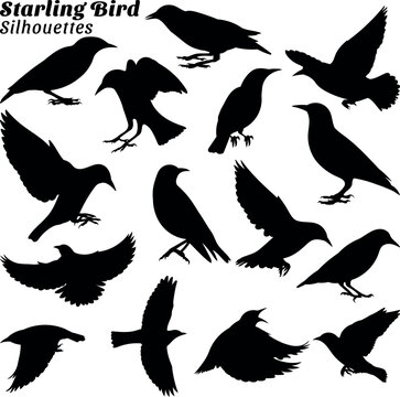 Starling bird silhouettes vector illustration set
