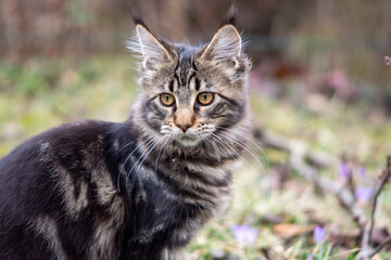 Maine Coon Katze