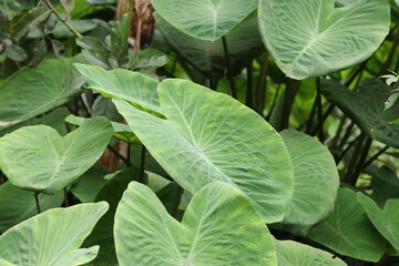 Obraz premium Green flowers that do not get wet in water. It grows well behind the house