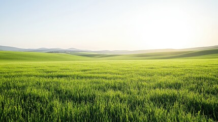 Green grass lawn stretching to the horizon, with soft hills in the distance and a bright, clear day.