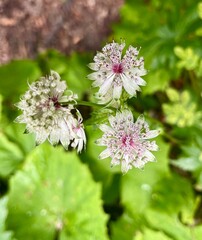 Fleur blanche et rose