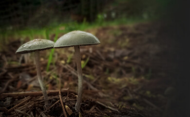 Wild mushroom fungus