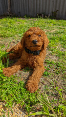 Gorgeous Red Standard Poodle Puppy Playing in the sunshine.
