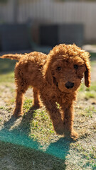 Gorgeous Red Standard Poodle Puppy Playing in the sunshine.