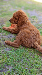 Fototapeta premium Gorgeous Red Standard Poodle Puppy Playing in the sunshine.