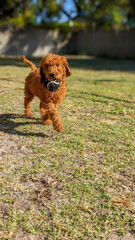 Gorgeous Red Standard Poodle Puppy Playing in the sunshine.