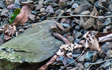 leaves and stones