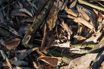 leaves on the ground