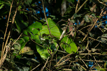 plants in the forest