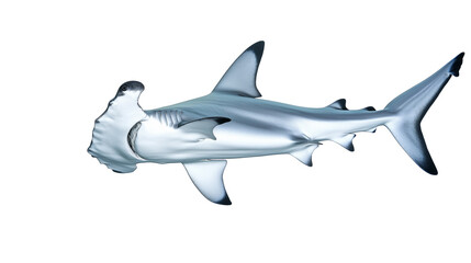 Hammerhead Shark cartilaginous fish png isolated on transparent background