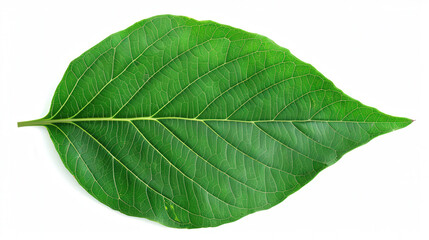 Obraz premium Vibrant Green Leaf Study, intricately detailed veins, isolated on white, ample space for text, showcasing rich texture and lifelike color with crisp edges and deep depth.