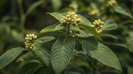 Obraz premium A close-up view of a medicinal plant growing in the Himalayan region, showcasing its unique leaves and flowers 