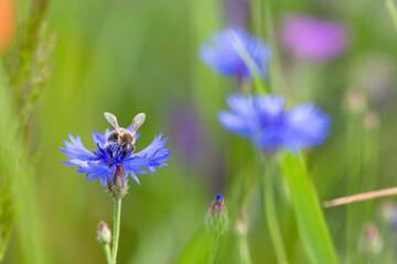 A Bee on a Blue Cornflower