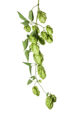 Hops sprig