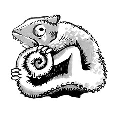 hand drawn illustration of a chameleon
