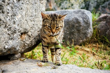 Tired young stray cat who can barely keep his eyes open stands between stones on a meadow and looks towards the camera